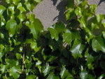 vignette vigne vierge ampelopsis robusta