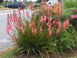 vignette Watsonia