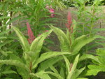 vignette Lobelia tupa fleur