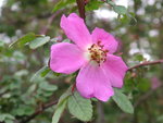 vignette Rosa willmotiae fleur