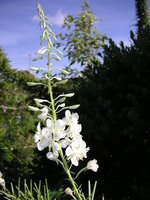 vignette Epilobium angustifolium 'Album' = Chamerion angustifolium 'Album'- Epilobe ou Laurier de St Antoine