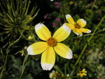 vignette Bidens aurea  'Hannay's Lemon Drop' fleur = Bidens heterophylla 'Hannay's Lemon Drop'