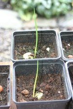 vignette Crinum bulbispermum : jeunes semis
