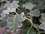 vignette Solanum marginatum
