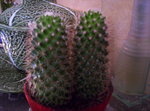 vignette cactus avant rempotage