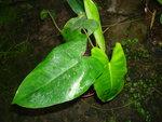 vignette Philodendron Burle Marx