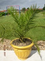 vignette phoenix canariensis en pot