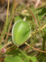 vignette Passiflora foetida fruit