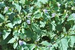 vignette Nicandra physalodes 'Violacea'