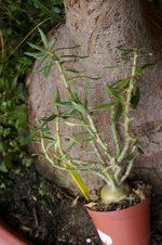 vignette Pachypodium bispinosum