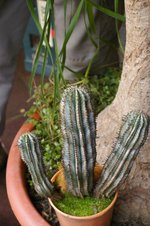 vignette Euphorbia inconstantia