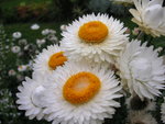 vignette Helichrysum bracteatum 'Gigantiflorum'