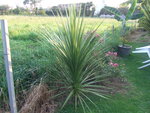 vignette cordyline australis