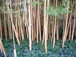 vignette phyllostachys bambusoides 'castillonis'