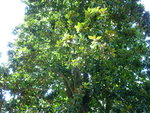 vignette Magnolia grandifolia