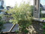 vignette banksia integrifolia