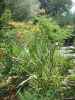 vignette Caesalpinia gilliesii, Phormium tenax variegata, Lantana camara...