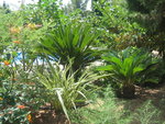 vignette Cycas revluta, Phormium tenax...