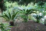 vignette Cycas revoluta