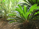 vignette Cycas revoluta, Phormium tenax variegata