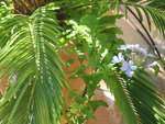 vignette Cycas revoluta et Plumbago capensis