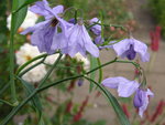 vignette Solanum amygdaloides = Solanum amygdalifolium