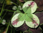 vignette Trifolium repens 'Arlequin' et 'Purpurescens'