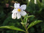 vignette Solanum bonariense fleur