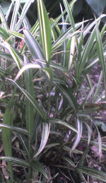 vignette Bambous nains panachs PLeioblastus variegatus