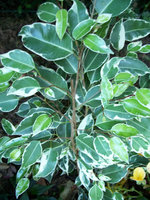 vignette Ficus Benjamina variegata