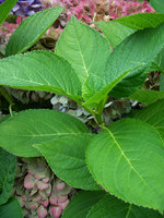 vignette Hortensia macrophylla