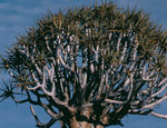 vignette Kokerboom  Aloe Dichotoma
