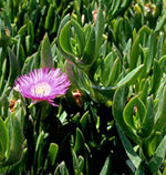 vignette Griffes de Sorciere /Carpobrotus acinaciformis