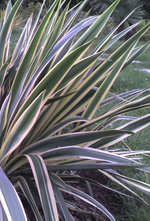 vignette Yucca filamentosa variegata