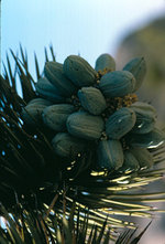 vignette Yucca Brevifolia