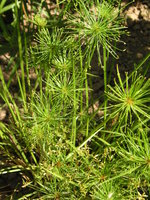 vignette Cyperus prolifer= Cyperus aequalis = Cyperus isocladus = Cyperus papyroides - Vrai papyrus nain
