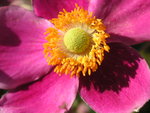 vignette Anemone hupehensis 'Bowles Pink'