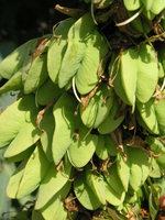 vignette Melianthus major (fruit)