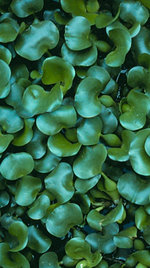 vignette Eichhornia Crassipes (jacinthes d'eau)