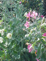 vignette Meconopsis