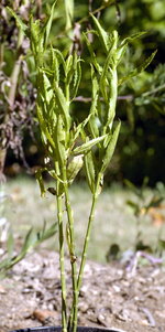 vignette Physostegia virginiana 'Vivid' (feuilles)