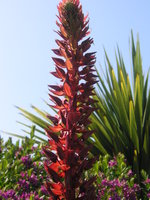 vignette Melianthus major  fleurs