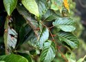 vignette Actinidia strigosa