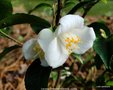 vignette Camélia ' TRANSNOKOENSIS ' camellia espèce