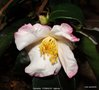 vignette Camélia ' YOIMACHI ' camellia hybride , ( fraterna x sasanqua )
