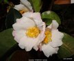 vignette Camélia ' YOIMACHI ' camellia hybride , de fraterna x sasanqua