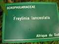 vignette Freylinia lanceolata
