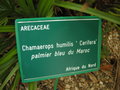 vignette Chamaerops humilis 'Cerifera' - Palmier bleu du Maroc