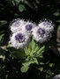 vignette Globularia procera = Globularia longifolia = Globularia salicina = Globularia macrantha