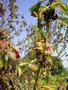 vignette La cloque du pcher  due au champignon Taphrina deformans